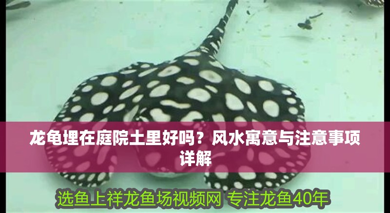 龍龜埋在庭院土里好嗎？風(fēng)水寓意與注意事項(xiàng)詳解
