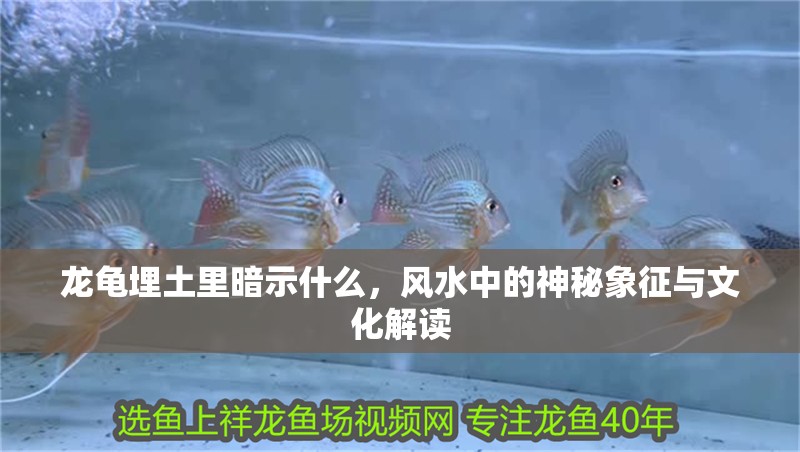 龍龜埋土里暗示什么，風水中的神秘象征與文化解讀