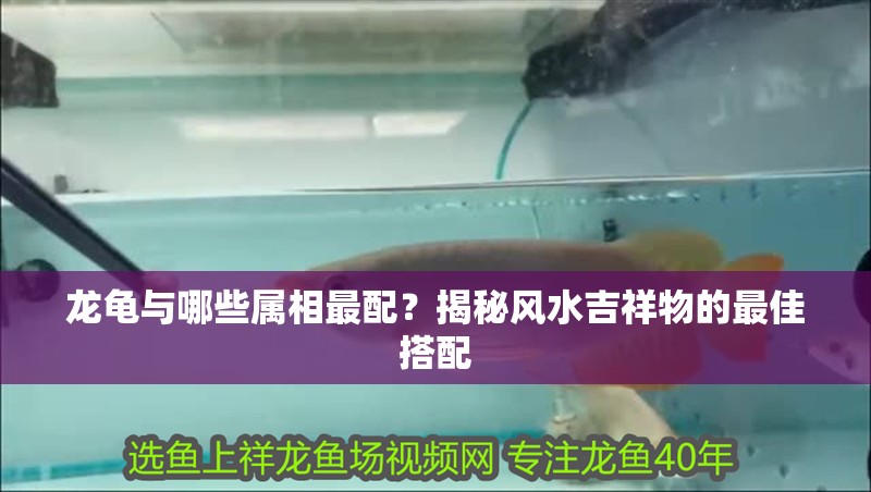 龍龜與哪些屬相最配？揭秘風(fēng)水吉祥物的最佳搭配