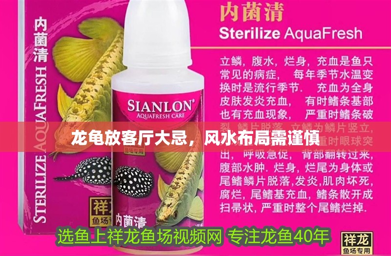 龍龜放客廳大忌，風水布局需謹慎