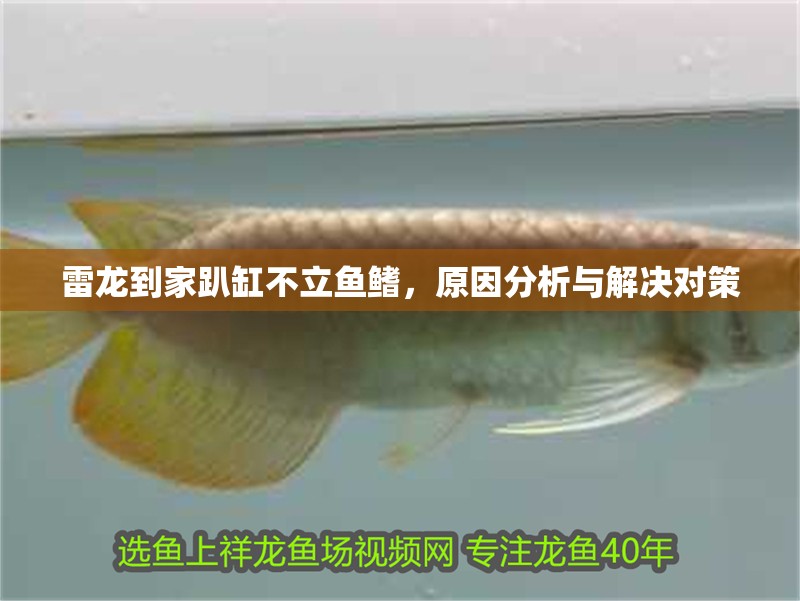 雷龍到家趴缸不立魚鰭，原因分析與解決對策
