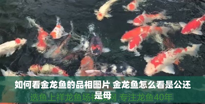 如何看金龍魚(yú)的品相圖片 金龍魚(yú)怎么看是公還是母