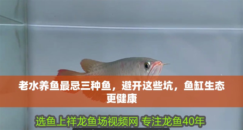 老水養魚最忌三種魚，避開這些坑，魚缸生態更健康 老水養魚最忌三種魚，避開這些坑，魚缸生態更健康 龍魚百科 第1張