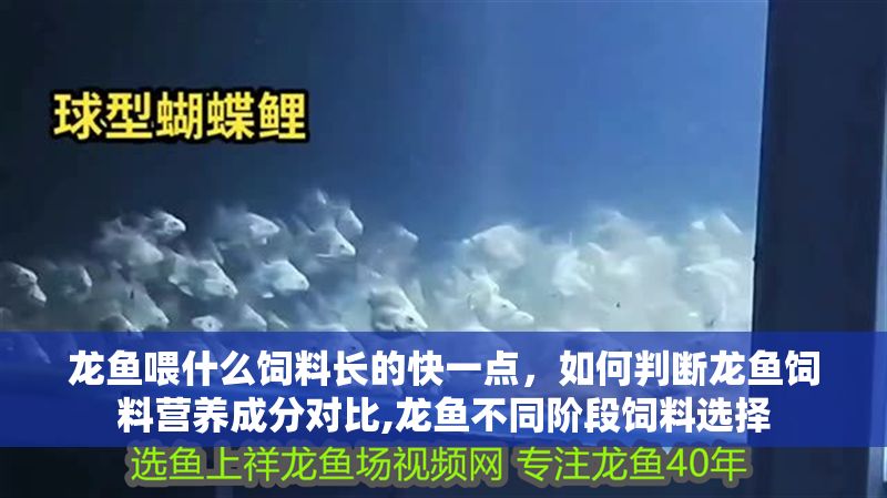 龍魚喂什么飼料長的快一點，如何判斷龍魚飼料營養成分對比,龍魚不同階段飼料選擇