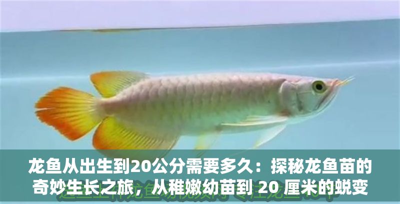 龍魚從出生到20公分需要多久：探秘龍魚苗的奇妙生長之旅，從稚嫩幼苗到 20 厘米的蛻變
