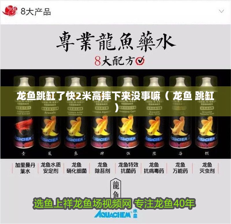 龍魚跳缸了快2米高摔下來沒事嘛（ 龍魚 跳缸） 龍魚跳缸了快2米高摔下來沒事嘛（ 龍魚 跳缸） 龍魚百科 第1張