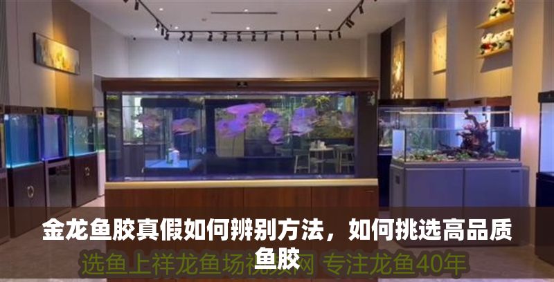 金龍魚膠真假如何辨別方法，如何挑選高品質魚膠