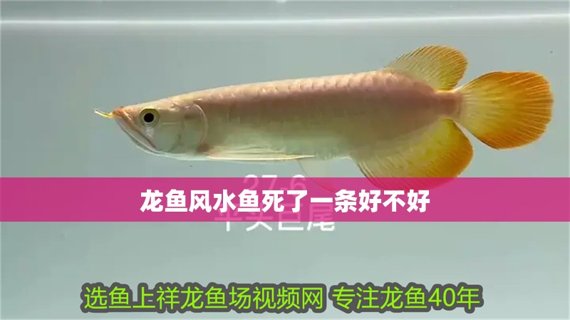 龍魚風水魚死了一條好不好 龍魚風水魚死了一條好不好 龍魚百科 第1張