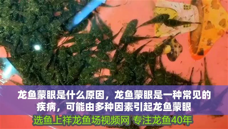 龍魚蒙眼是什么原因，龍魚蒙眼是一種常見的疾病，可能由多種因素引起龍魚蒙眼