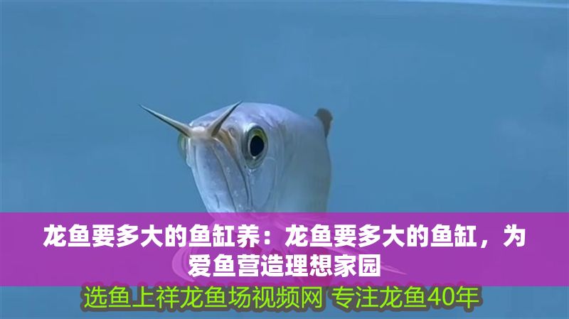 龍魚要多大的魚缸養：龍魚要多大的魚缸，為愛魚營造理想家園