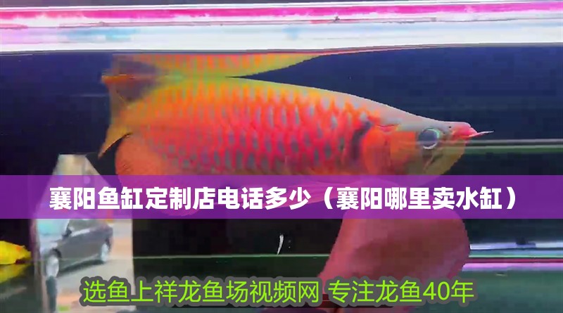 襄陽魚缸定制店電話多少（襄陽哪里賣水缸）