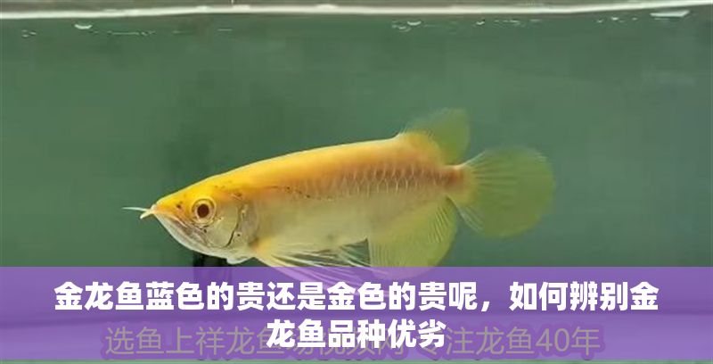 金龍魚藍(lán)色的貴還是金色的貴呢，如何辨別金龍魚品種優(yōu)劣