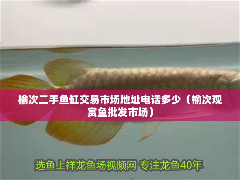 榆次二手魚缸交易市場地址電話多少（榆次觀賞魚批發市場）