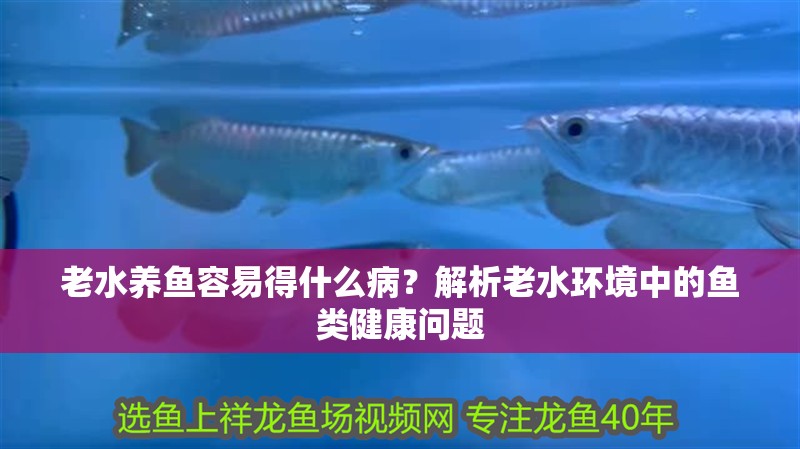 老水養(yǎng)魚容易得什么病？解析老水環(huán)境中的魚類健康問題