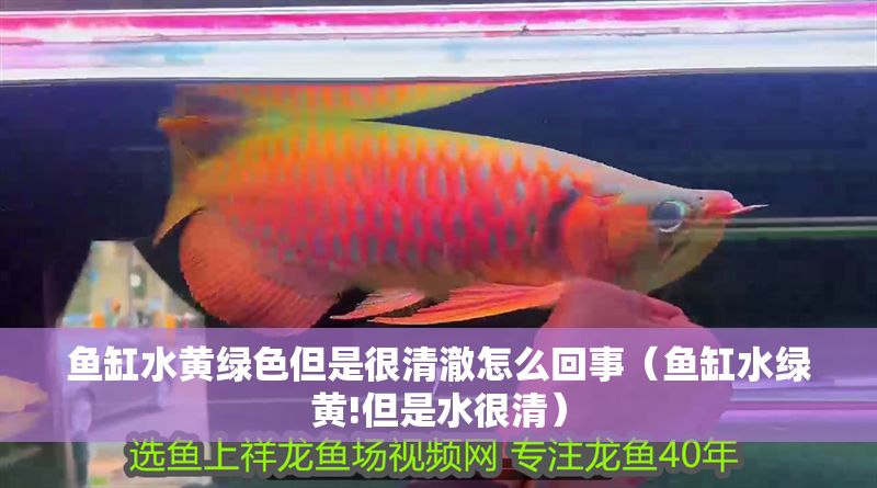 魚缸水黃綠色但是很清澈怎么回事（魚缸水綠黃!但是水很清）
