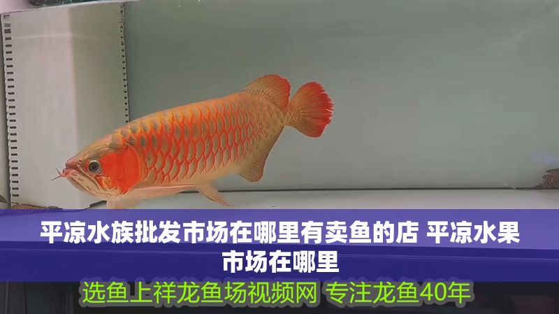 平涼水族批發市場在哪里有賣魚的店 平涼水果市場在哪里