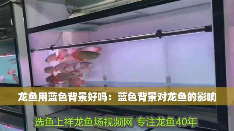 龍魚用藍色背景好嗎：藍色背景對龍魚的影響