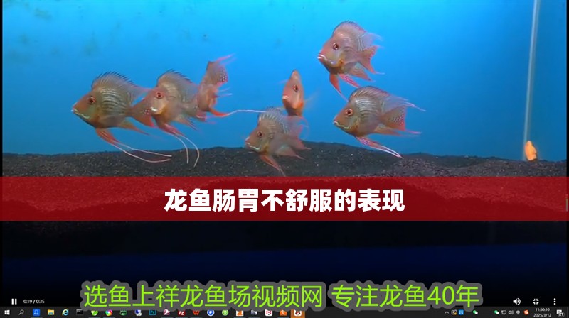龍魚腸胃不舒服的表現