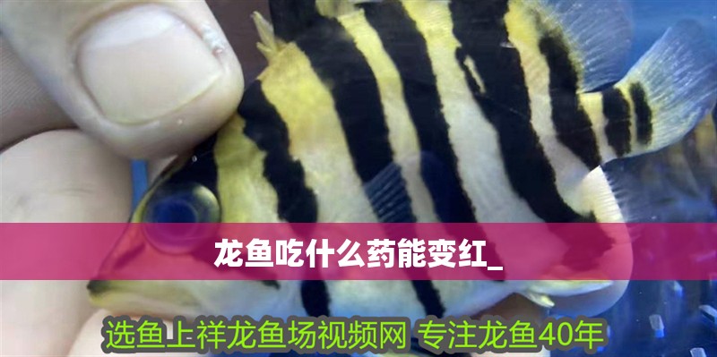 龍魚吃什么藥能變紅_