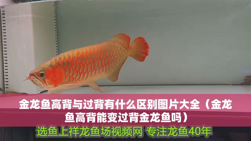 金龍魚高背與過背有什么區別圖片大全（金龍魚高背能變過背金龍魚嗎）