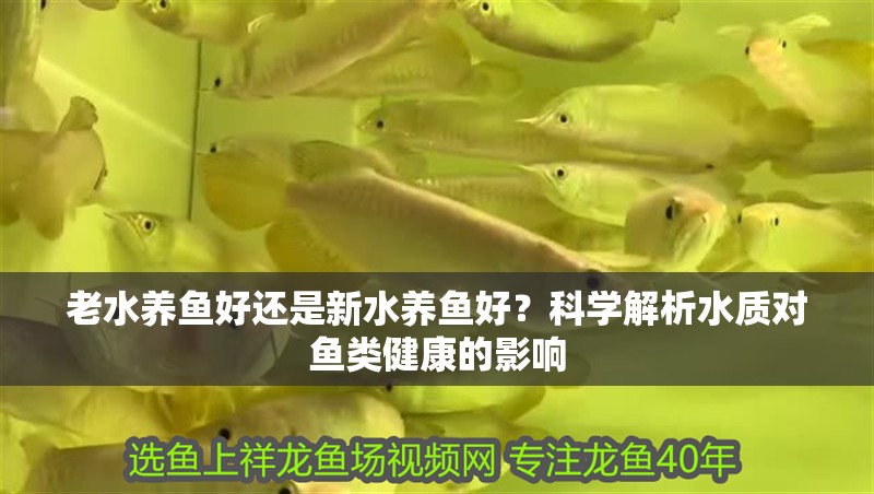 老水養魚好還是新水養魚好？科學解析水質對魚類健康的影響 老水養魚好還是新水養魚好？科學解析水質對魚類健康的影響 龍魚百科 第1張