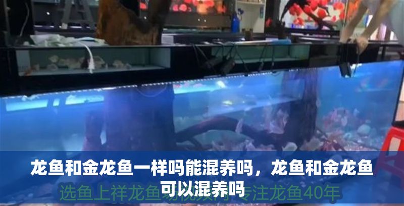 龍魚和金龍魚一樣嗎能混養嗎，龍魚和金龍魚可以混養嗎