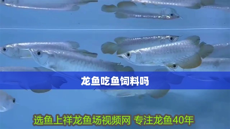 龍魚吃魚飼料嗎