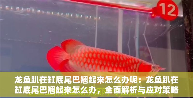 龍魚趴在缸底尾巴翹起來怎么辦呢：龍魚趴在缸底尾巴翹起來怎么辦，全面解析與應(yīng)對(duì)策略