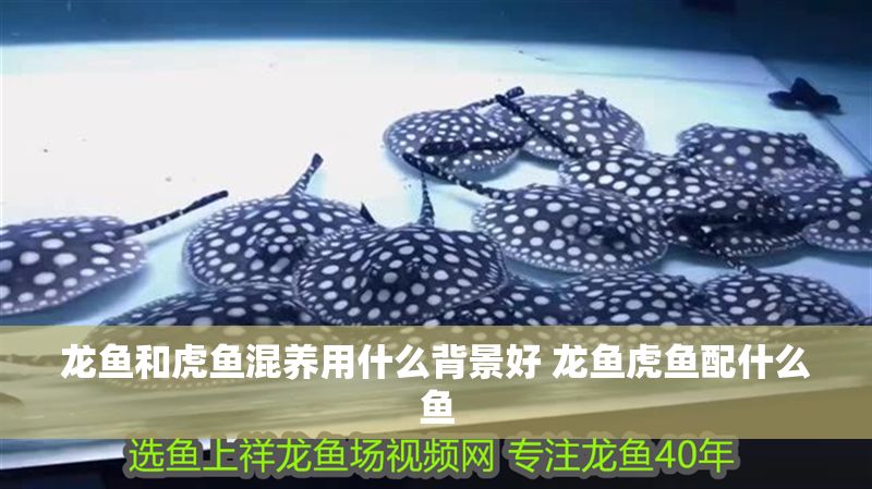 龍魚和虎魚混養(yǎng)用什么背景好 龍魚虎魚配什么魚 龍魚百科 第1張 龍魚和虎魚混養(yǎng)用什么背景好 龍魚虎魚配什么魚 龍魚和虎魚混養(yǎng)用什么背景好 龍魚虎魚配什么魚 龍魚百科 第1張