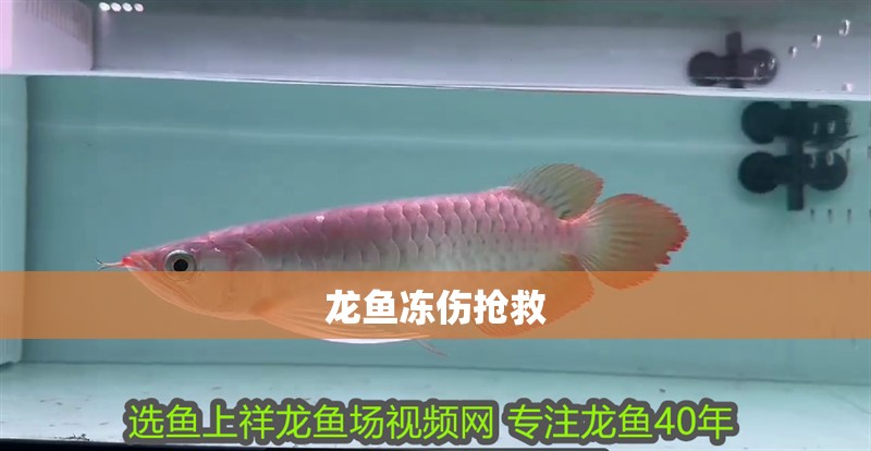 龍魚凍傷搶救 龍魚凍傷搶救 龍魚百科 第1張