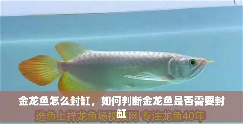 金龍魚怎么封缸，如何判斷金龍魚是否需要封缸 金龍魚怎么封缸，如何判斷金龍魚是否需要封缸 龍魚百科 第2張