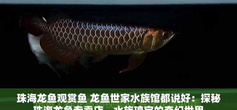 珠海龍魚觀賞魚 龍魚世家水族館都說好：探秘珠海龍魚專賣店，水族瑰寶的奇幻世界