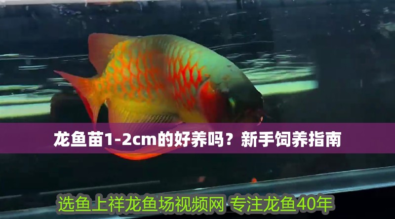 龍魚苗1-2cm的好養嗎？新手飼養指南