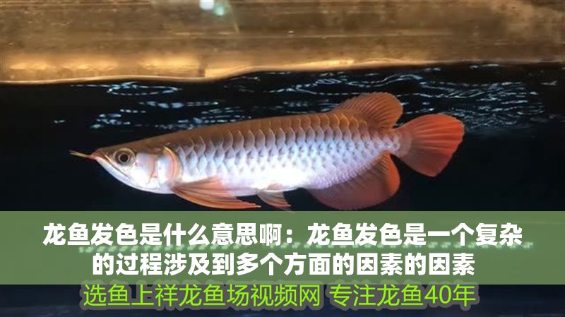 龍魚發色是什么意思啊：龍魚發色是一個復雜的過程涉及到多個方面的因素的因素