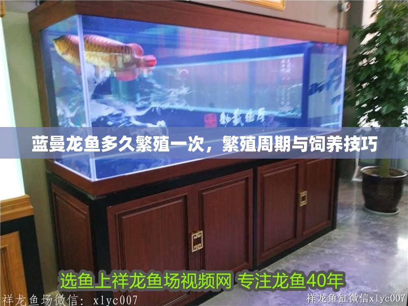 藍曼龍魚多久繁殖一次，繁殖周期與飼養技巧 藍曼龍魚多久繁殖一次，繁殖周期與飼養技巧 龍魚百科 第1張