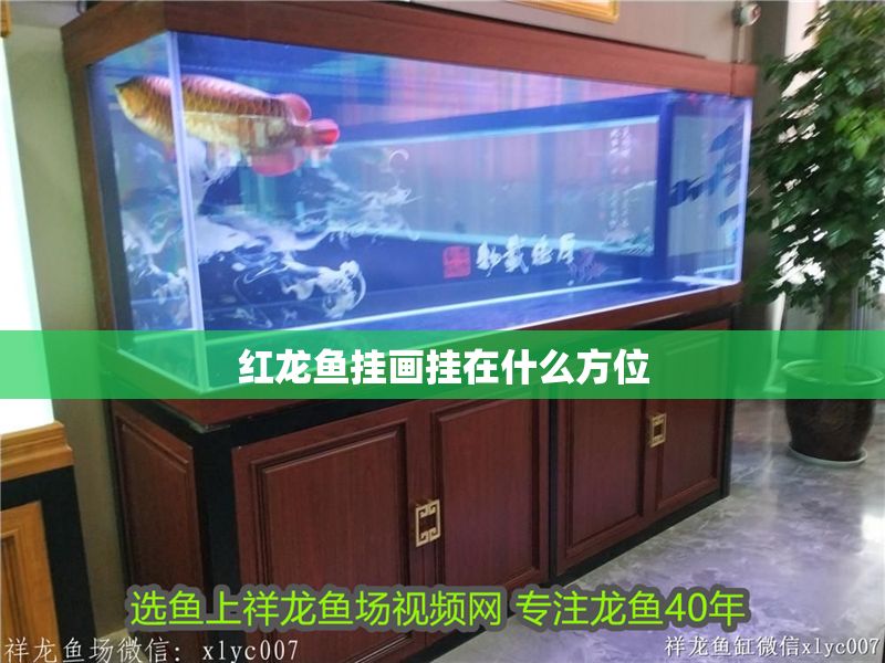 紅龍魚掛畫掛在什么方位 紅龍魚掛畫掛在什么方位 龍魚百科 第2張