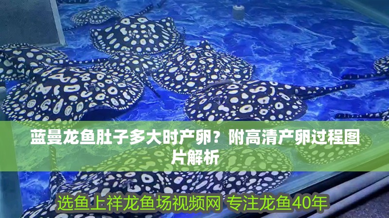 藍曼龍魚肚子多大時產卵？附高清產卵過程圖片解析