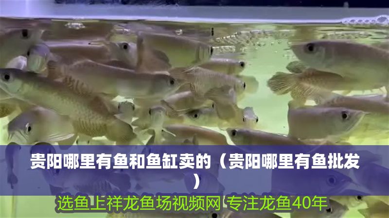 貴陽哪里有魚和魚缸賣的（貴陽哪里有魚批發(fā)）