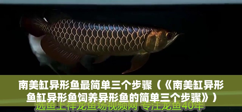 南美缸異形魚最簡單三個步驟（《南美缸異形魚缸異形魚飼養異形魚的簡單三個步驟》）