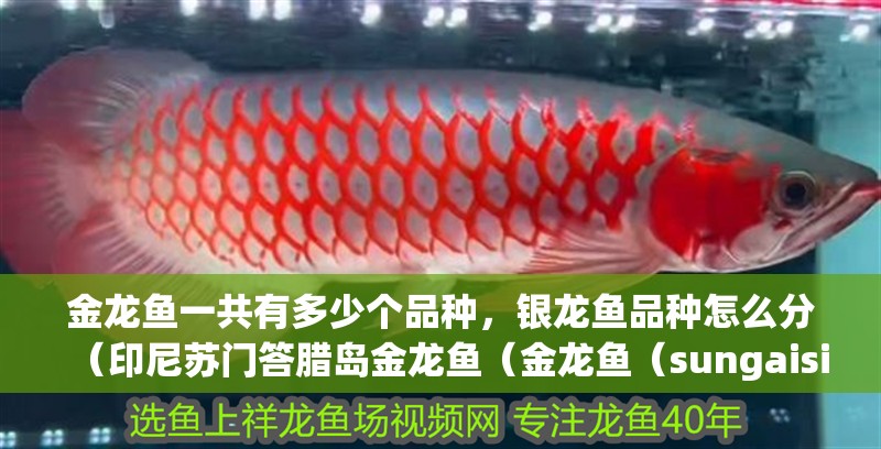 金龍魚一共有多少個品種，銀龍魚品種怎么分（印尼蘇門答臘島金龍魚（金龍魚（sungaisiak））