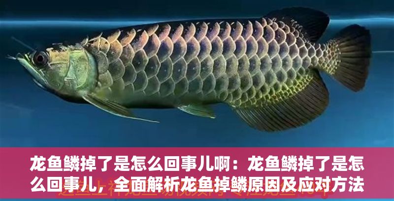 龍魚鱗掉了是怎么回事兒啊：龍魚鱗掉了是怎么回事兒，全面解析龍魚掉鱗原因及應對方法