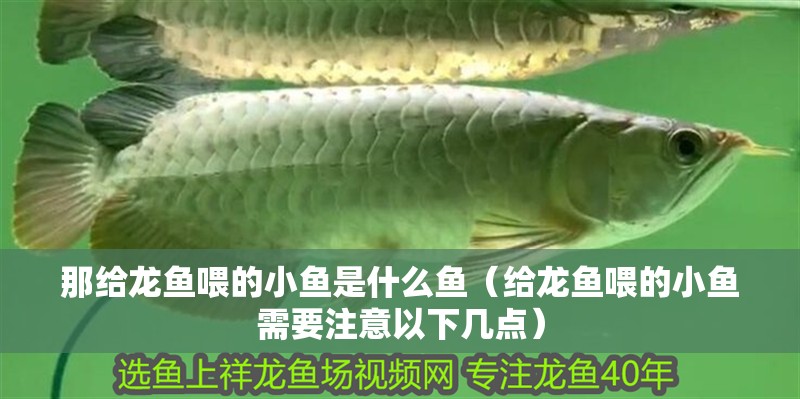那給龍魚喂的小魚是什么魚（給龍魚喂的小魚需要注意以下幾點）