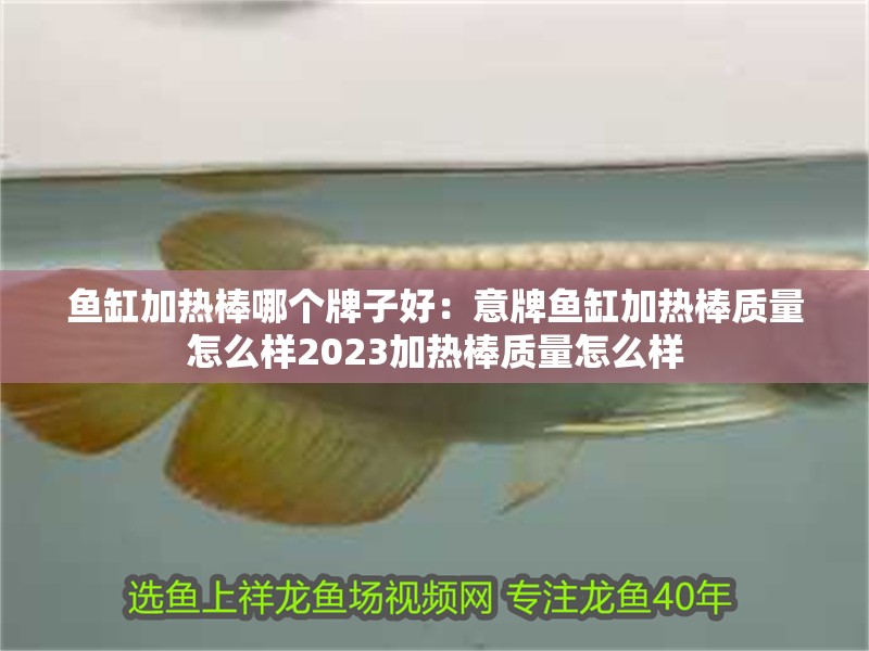 魚缸加熱棒哪個牌子好：意牌魚缸加熱棒質量怎么樣2023加熱棒質量怎么樣