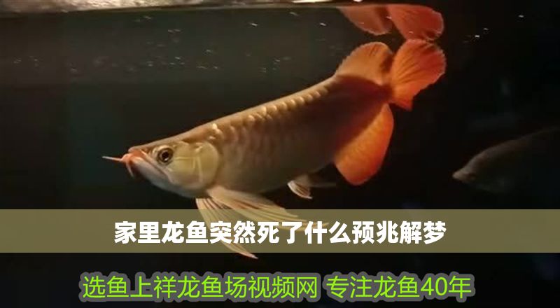家里龍魚突然死了什么預(yù)兆解夢
