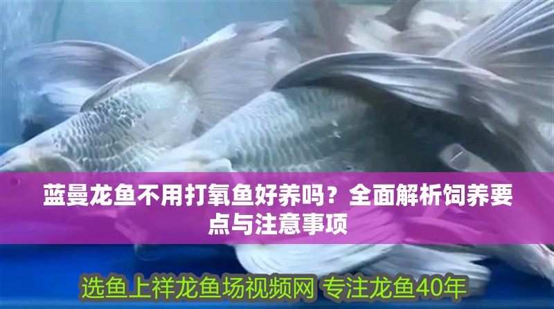藍曼龍魚不用打氧魚好養嗎？全面解析飼養要點與注意事項