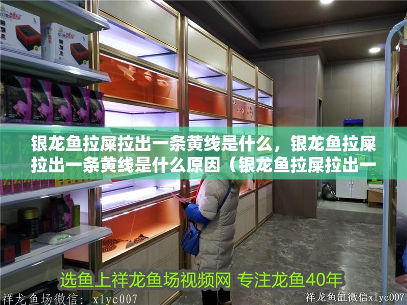 銀龍魚拉屎拉出一條黃線是什么，銀龍魚拉屎拉出一條黃線是什么原因（銀龍魚拉屎拉出一條黃線是什么原因）