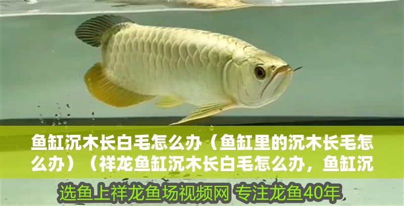魚缸沉木長白毛怎么辦（魚缸里的沉木長毛怎么辦）（祥龍魚缸沉木長白毛怎么辦，魚缸沉木長白毛怎么辦） 魚缸沉木長白毛怎么辦（魚缸里的沉木長毛怎么辦）（祥龍魚缸沉木長白毛怎么辦，魚缸沉木長白毛怎么辦） 銀龍魚百科