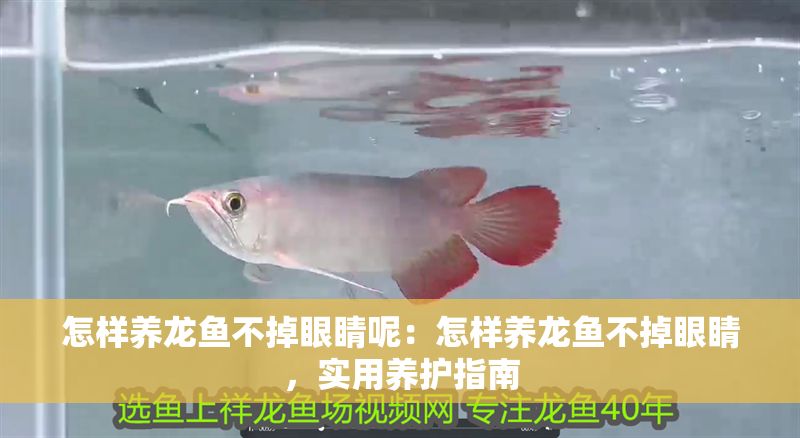 怎樣養龍魚不掉眼睛呢：怎樣養龍魚不掉眼睛，實用養護指南