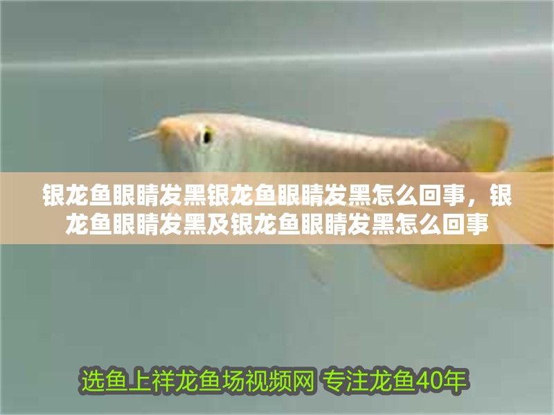 銀龍魚眼睛發(fā)黑銀龍魚眼睛發(fā)黑怎么回事，銀龍魚眼睛發(fā)黑及銀龍魚眼睛發(fā)黑怎么回事