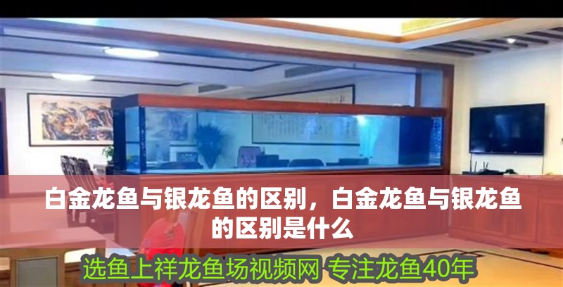 白金龍魚與銀龍魚的區(qū)別，白金龍魚與銀龍魚的區(qū)別是什么